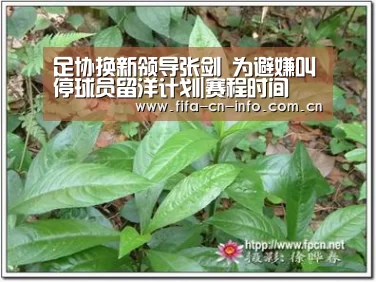 足协换新领导张剑 为避嫌叫停球员留洋计划|赛程时间(图2) 新闻快讯